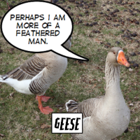 Out of Stock: Geese